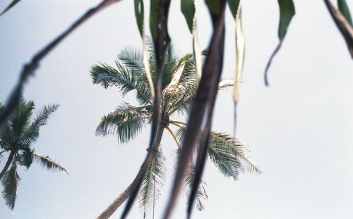 Close-up of palm tree against clear sky