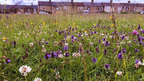 Purple flowering plants on field