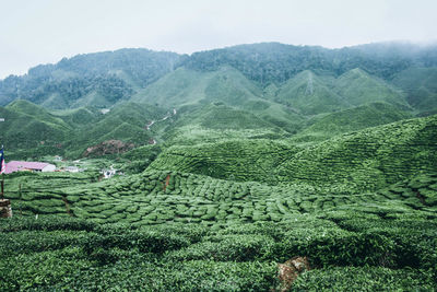 Scenic view of agricultural field
