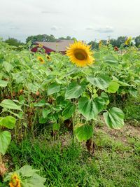 Yellow flowers growing in field