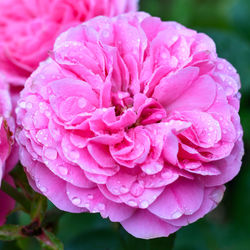 Close-up of wet pink rose flower