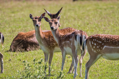 Deer standing in a field