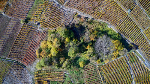 High angle view of plants growing on land