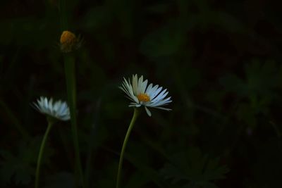 Close-up of white flowers blooming outdoors