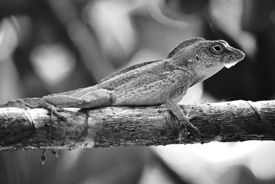 Lizard on branch