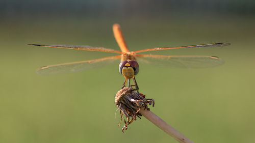 Close-up of dragonfly on plant