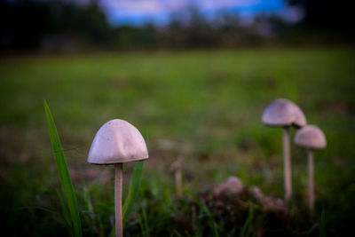Close-up of mushroom growing on field