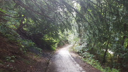 Dirt road amidst trees