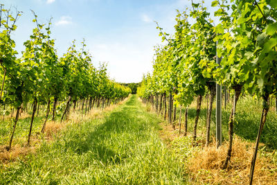 Scenic view of vineyard against sky