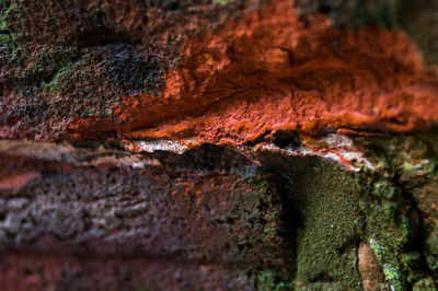 Close-up of turtle in water