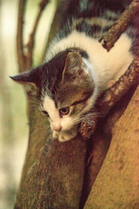 Close-up of a kitten