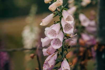 Close-up of cherry blossoms