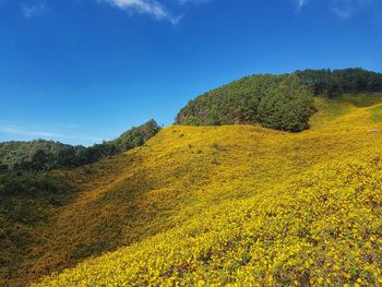 Yellow plants on land against blue sky