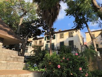 Low angle view of flowering plants by building against sky