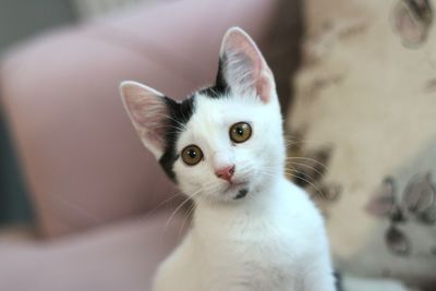 Close-up portrait of white kitten