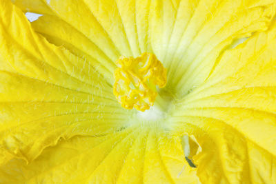 Macro shot of yellow flowering plant
