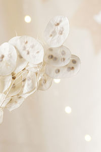 Dry lunaria on a pastel beige background. dry seed pods of lunaria with seeds visible. 