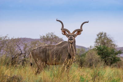 Portrait of kudu standing on grassy field against clear sky