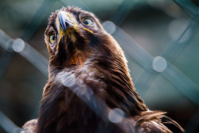 Close-up of a bird