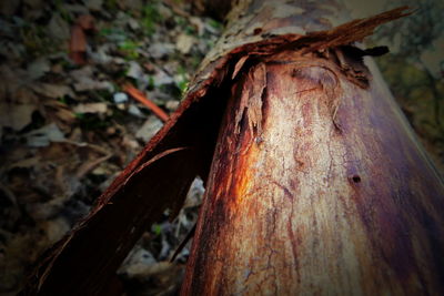 Close-up of tree trunk