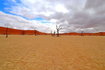 Bare trees on desert land against sky