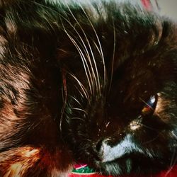 Close-up of cat