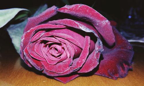 Close-up of red rose