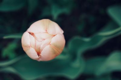 Close-up of rose flower