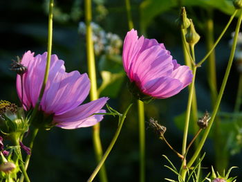 Close-up of pink flowering plant