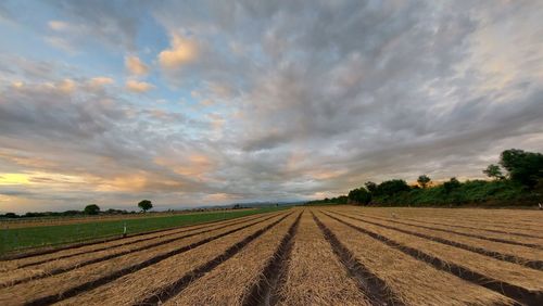 Scenic view of agricultural field against sky during sunset