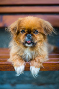 Portrait of dog sitting outdoors