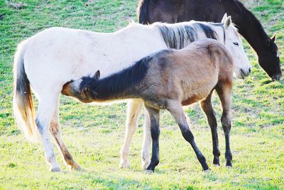 Horses in a field