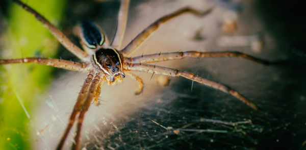 Close-up of spider