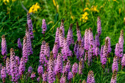 Close-up of purple crocus flowers on field