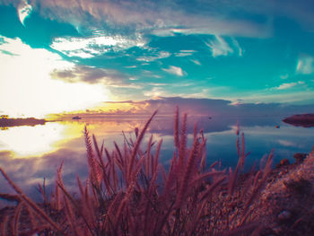 Close-up of grass against sky during sunset