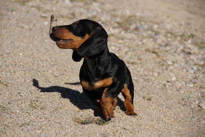 Black dog looking away