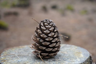 Close-up of pine cone on rock