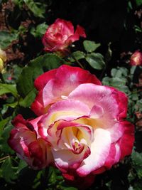 Close-up of pink rose