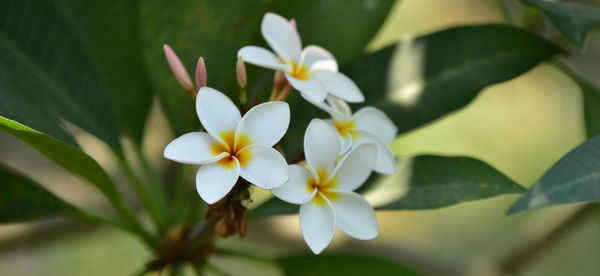 Close-up of white flowering plant