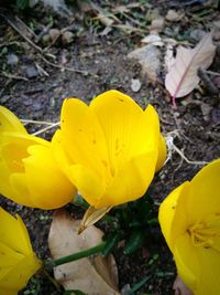 High angle view of yellow crocus blooming on field