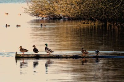 Birds by lake against sky during sunset