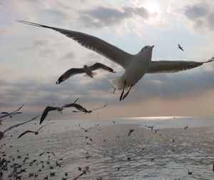 Seagulls flying over sea against sky