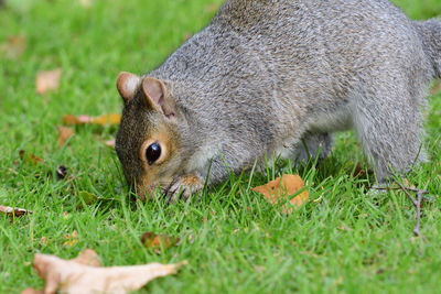 Close-up of squirrel