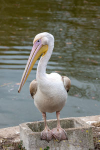 Close-up of pelican on lake