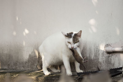 Cat sitting on wall