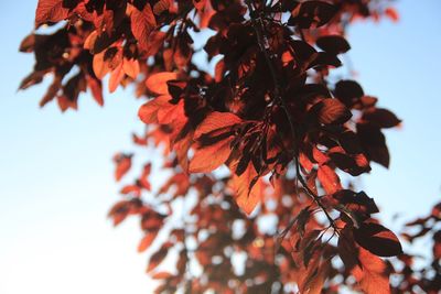 Close-up of autumn tree against clear sky