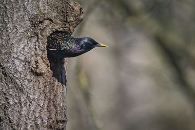 Close-up of bird perching on tree trunk