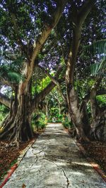 Narrow pathway along trees