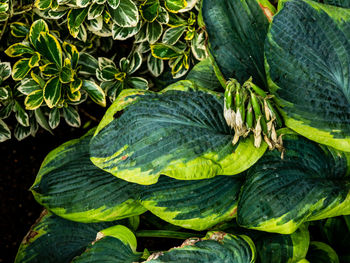 Bright hosta and hedge