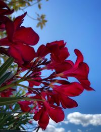 Low angle view of red flowering plant against blue sky